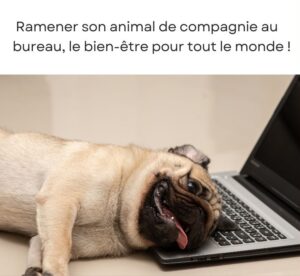 Amener ses animaux de compagnie au bureau : une initiative RSE qui apporte le bien-être ! 1 Visuel d'un chien avec le texte "Ramener son animal de compagnie au bureau, le bien-être pour tout le monde!"