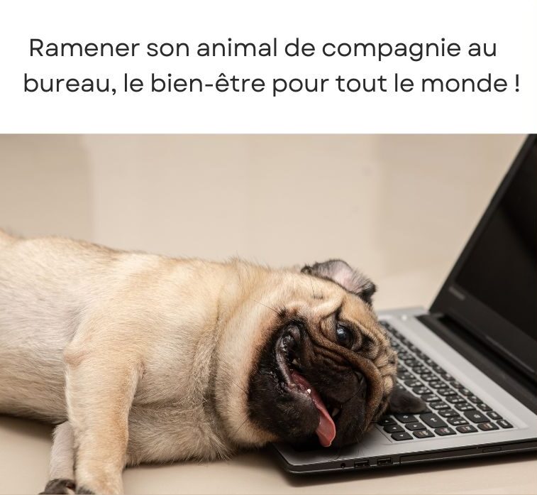 Espace propreté 55 Visuel d'un chien avec le texte "Ramener son animal de compagnie au bureau, le bien-être pour tout le monde!"