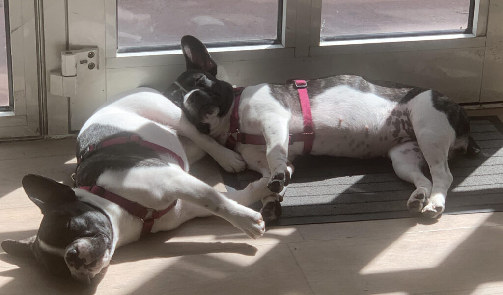Amener ses animaux de compagnie au bureau : une initiative RSE qui apporte le bien-être ! 2 Bouledogues français qui dorment.
